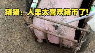 Zhu Zhu: Humans really love pig coins!