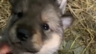 小狗生气了也会不理人