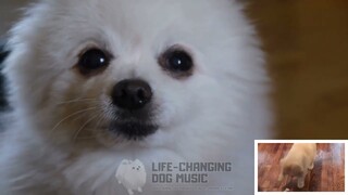 Path of the Wind (My Neighbour Totoro) but Dogs Sung It (Doggos and Gabe)