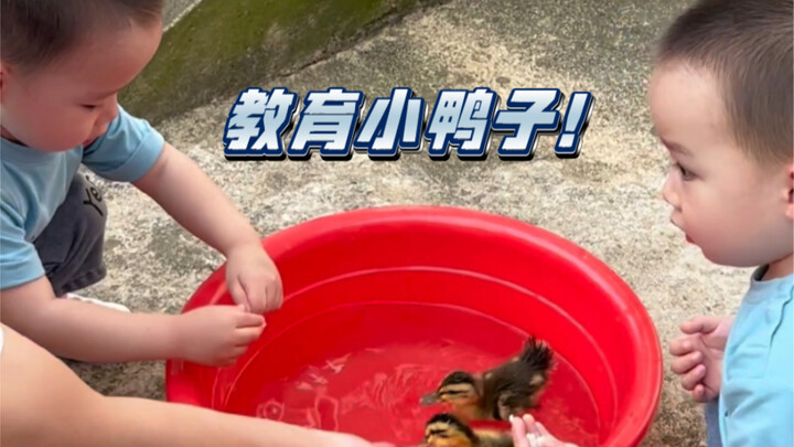 You might not believe it, but human babies can even “educate” little ducklings...