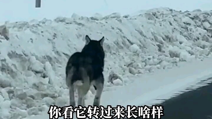 Tân Cương: Người đàn ông lái xe gặp “chó sói”, thận trọng tiến lên; bị nghi ngờ nhưng vẫn tin đó là 