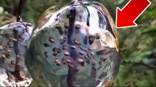 mirip buah jely yang enak namun ini telur giant salamander