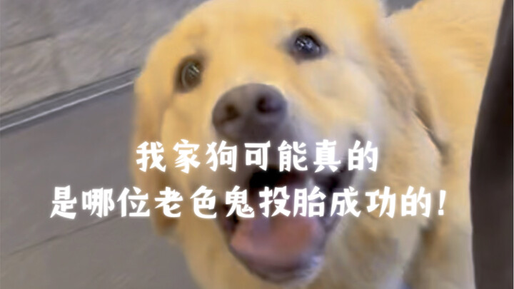 My dog might actually be a reincarnation of some old pervert!