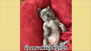 เพื่อนตัวน้อย สัตว์เลี้ยงแสนซน : น้องหมาตัวน้อยปุ๊กปิ๊ก