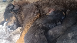 矿山上的流浪藏獒。小狗长牙了，吃奶的时候