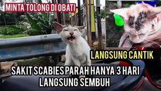 Alhamdulillah Kucing Sakit Scabies Meminta Tolong Di Obati Sampai Meluk Part 2 | Sudah Sembuh..!