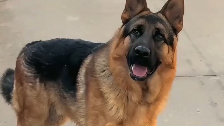 A police dog secretly meets a she-wolf late at night and ends up owing her a romantic debt—only for 