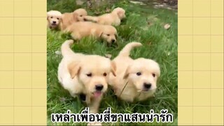 เพื่อนตัวน้อย สัตว์เลี้ยงแสนซน : เหล่าเพื่อนสี่ขาแสนน่ารัก