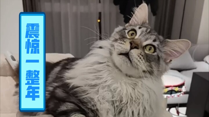 หมูน้อยกล้าด่าพี่ไคเหรอ ทำพี่ไคช็อกราวกับโดนฟ้าผ่าทั้งปี (๑ŐдŐ)b 18 มกราคม บันทึกการไลฟ์ของ Caesar แ