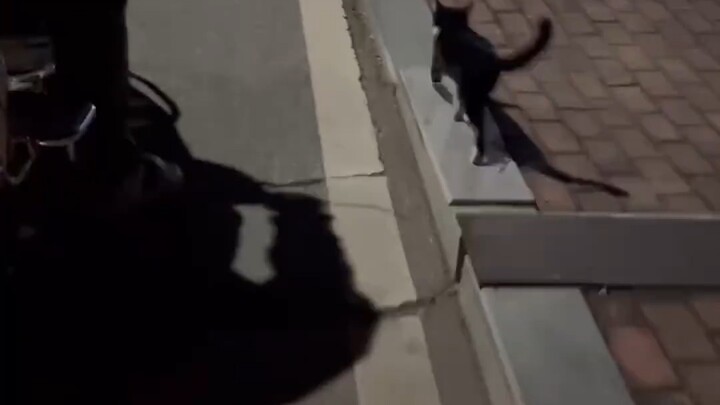 A Story About Picking Up a Cat at 2 AM and Nearly Becoming a Sucker