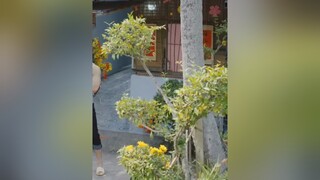Ngày nào anh cũng chơi với heo .còn em đây âo không chơi 😂😂#hài hàihướcvuinhộn hàihướcvuinhộn hài2021