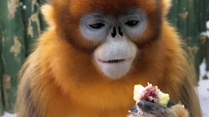 Mỗi tay một quả đào, không chóp chép miệng thì chẳng ngon.