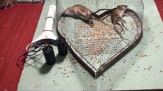 [Thử hoặc chết] Bộ sưu tập chuột chết cực kỳ thoải mái (I)