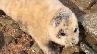 The little leopard climbed ashore for four consecutive days, and kind-hearted people worried and dec