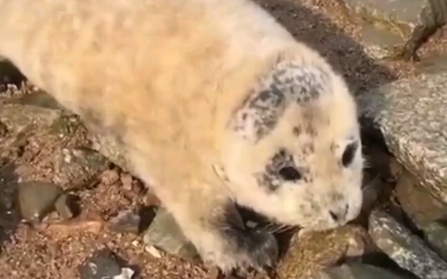 The little leopard climbed ashore for four consecutive days, and kind-hearted people worried and dec