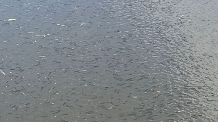 this is fingerlings🥰🥰