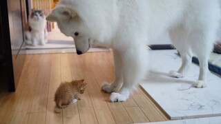[Thú cưng] Khi chó to gặp mèo nhỏ…