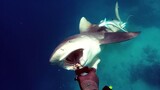 Woman Killed by Shark While Snorkeling on Vacation