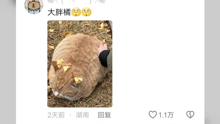 Seberapa besar kepercayaan kucing-kucing di kampus terhadap para mahasiswa?