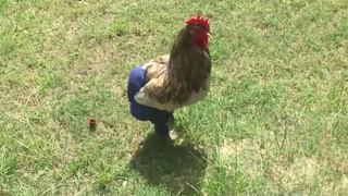 ไก่ใส่กางเกง - วิดีโอไก่ตลก
