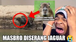 Masbro Diserang Jaguar😭(Jangan Terlalu Gegabah😈)