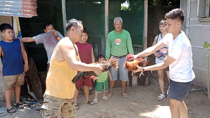 lemon 84 vs sweater lalakas Ng manok Ng kapitbahay