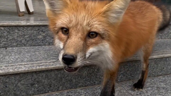 The little fox tried the soul extractor and was so excited that his tongue smacked everywhere...