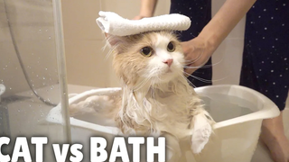 แมว vs บาธ กิตติซอรัส