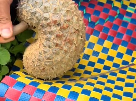 Gratitude Durian