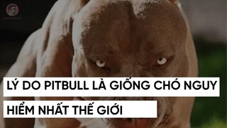 LÝ DO PITBULL LÀ GIỐNG CHÓ NGUY HIỂM NHẤT THẾ GIỚI