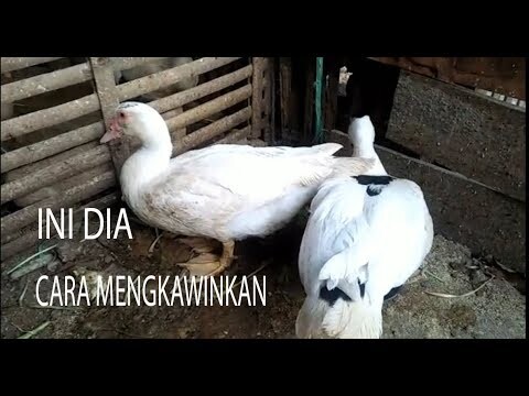 MAIN KE TETANGGA, TERNYATA INI CARA MENGKAWINKAN  BEBEK UNTUK PEMULA | PECINTA BINTANG