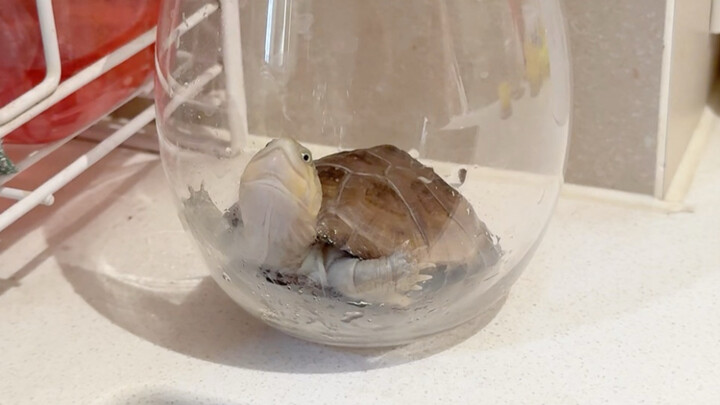 Seperti apa rasanya membuka kebun binatang mini di rumah?