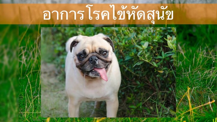 10เรื่องจริงโรคไข้หัดสุนัข (Distemper vius) by Thai pet Academy