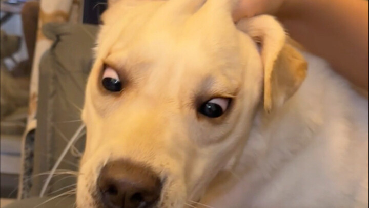 دعني أشرح لماذا يُعتبر اللابرادور كلبًا شرسًا.