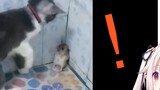 Lolita Nhật Bản nhìn thấy mèo vờn chuột phiên bản thật, hóa ra chúng là thật!