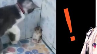 Lolita Jepang Melihat Kucing dan Tikus Versi Asli, Ternyata Itu Nyata!