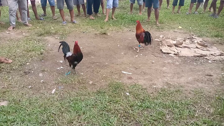 02-18-24(win)ako yung naka black bulag din isang mata ng manok ko pero naka chamba