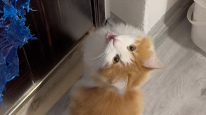 Ever since My Cat Learned How to Open Doors