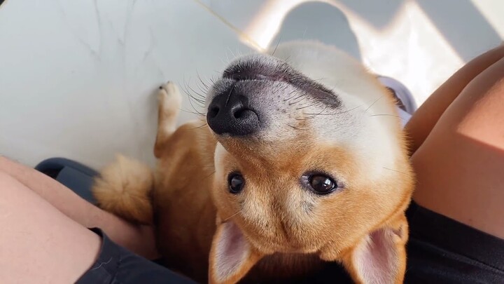 Smart Dogs Love Being Carried Everywhere