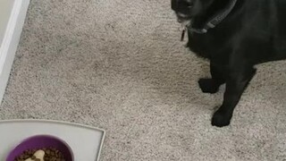 Anjing yang pemilih tidak pernah mau makan sisa makanan anjing dari kali sebelumnya, sang pemilik pu