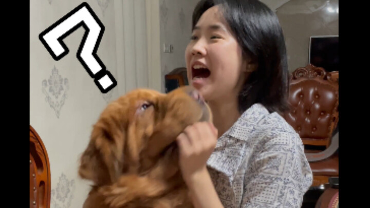 Ketika Aku Berpura-Pura Digigit Anjing