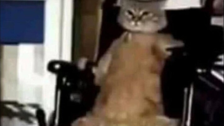 🐱“Lượng! Lớn! No! Đủ!”🐱