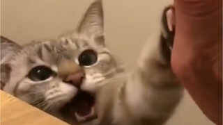 Anak kucing tos