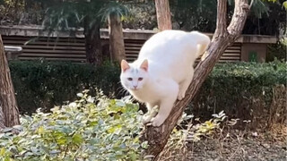 الخطف بدلا من الشراء
