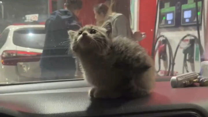 Hey, I found you today—you’ve got a cat now!