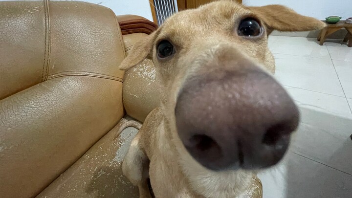 Wide-angle shots of dogs—whomever takes them ends up looking bad.