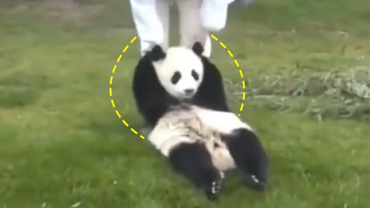 Pandas are kings in Japan