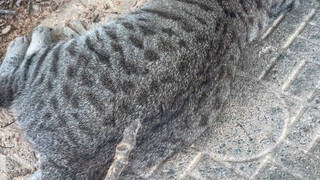 Scratch the most ferocious raccoon in Jiangcai
