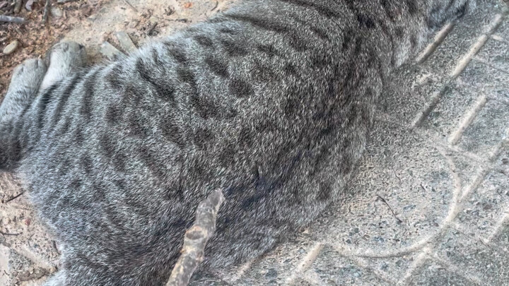 Scratch the most ferocious raccoon in Jiangcai