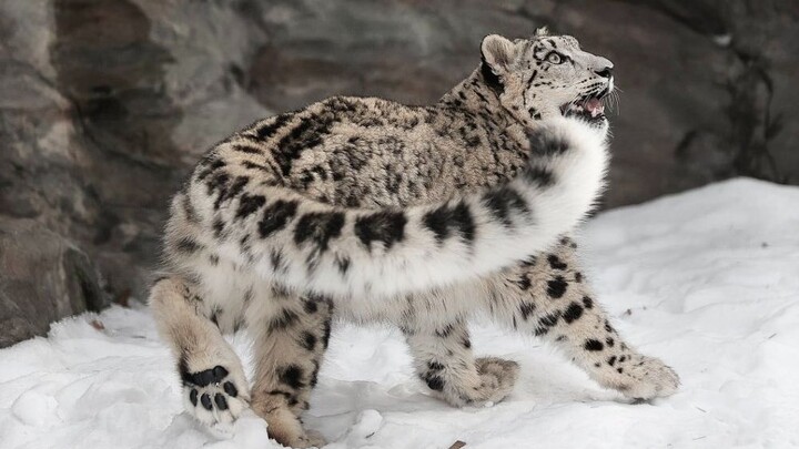 The little snow leopard bites its mom’s tail, gets a mouthful of fur, and spits it out—ptoo ptoo pto